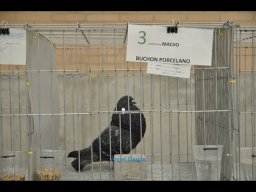 Concurso de Palomas 2012